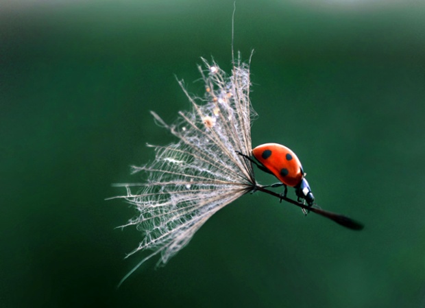 The macro world never fails to amaze: this ladybird captured holding on to a dandelion stalk like a broomstick was taken by a young photographer, Jagoda Cholacinska, near her home in Poland.