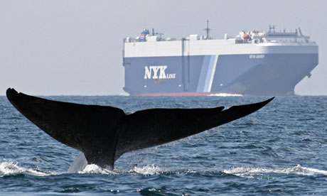 Whale and ship