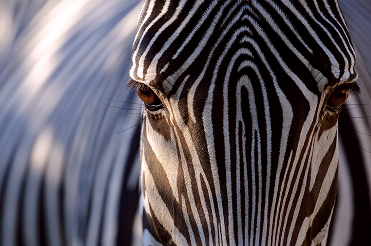 Week in wildlife: A grevy zebra looks on in its pen at Mulhouse zoo, eastern France