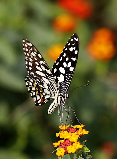 Week in wildlife: A Lime (Papilio demoleus) butterfly sits on a plant in a garden in New Delh