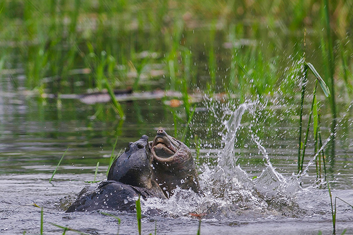 Week in wildlife: Two Indian Flapshell turtles (Lissemys punctata) engage in a territorial fi