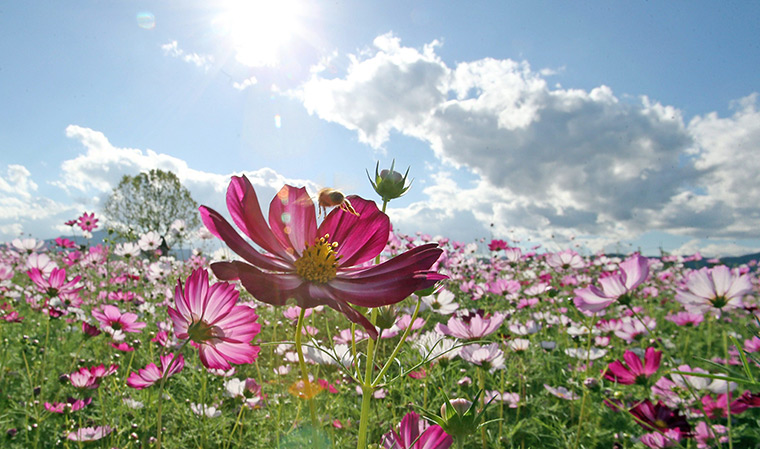 Week in wildlife: Cosmos flowers in full bloom in Chuncheon, South Korea