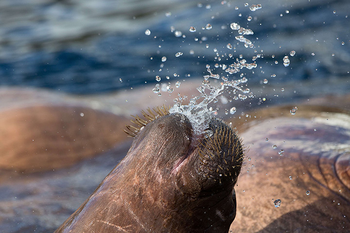 Week in wildlife: A walrus plays in a pool at the Tierpark Hagenbeck zoo in Hamburg, Germany