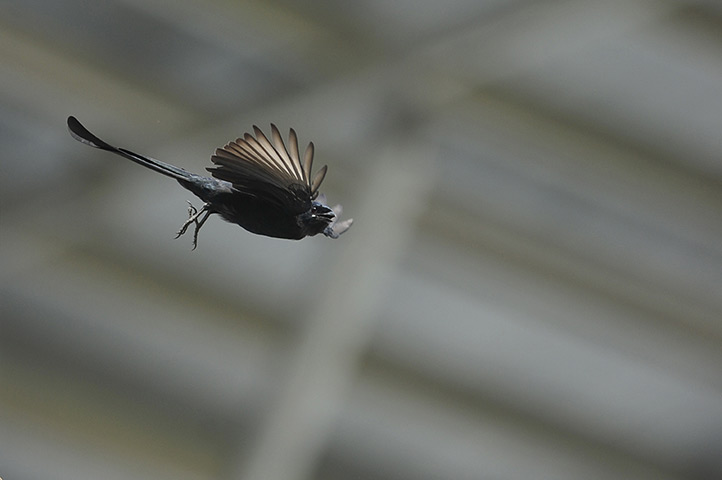 Week in wildlife: A Black Drongo or royal crow (Dicrurus macrocercus) takes flight to hunt a 