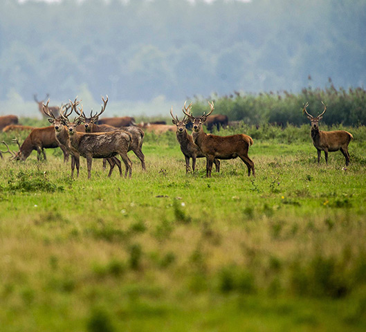 Week in wildlife: Red deer in the Oostvaardersplassen near Lelystad, The Netherlands. Ecologi