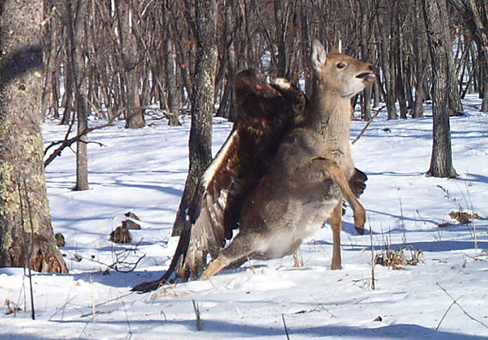 Week in wildlife: A golden eagle takes down a Sika deer at a nature reserve in Lazovsky Distr