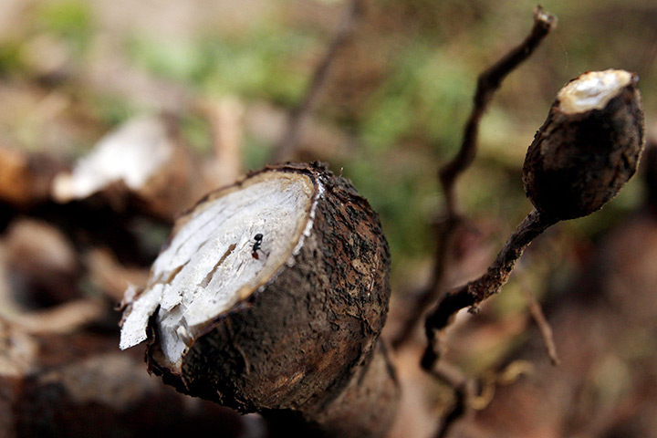 Week in wildlife: A piece of Cassava, a tuber that grows in tropical land, on a plantation in