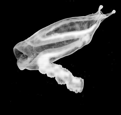 Week in wildlife: Large Salp plankton