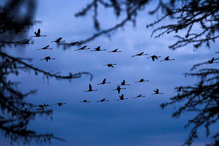 Week in wildlife: Flamingos fly over Lake Oloiden in Kenya