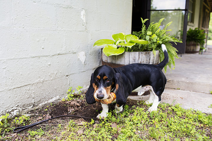 The Selby: Drew’s Basset Hound Sir Frederick Fat Foot, aka Freddy, with a bone