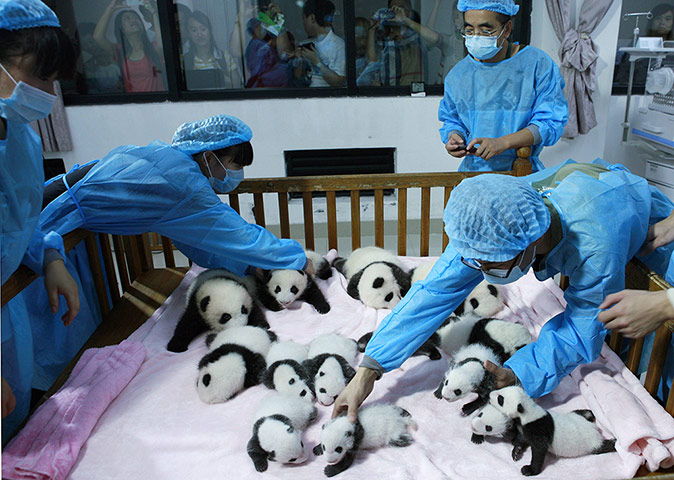 20 Photos: Breeders take care of 14 giant panda cubs in Chengdu, China