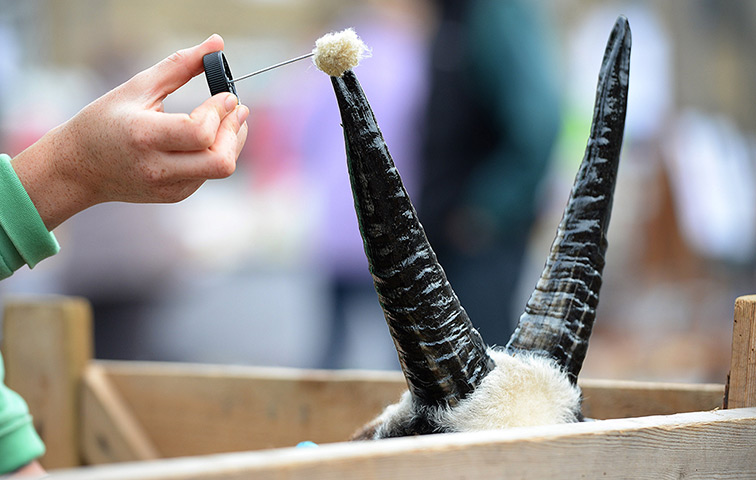 Weekend in pictures: Masham, Yorkshire, England: Emma Chester paints the horns of one of her Jac