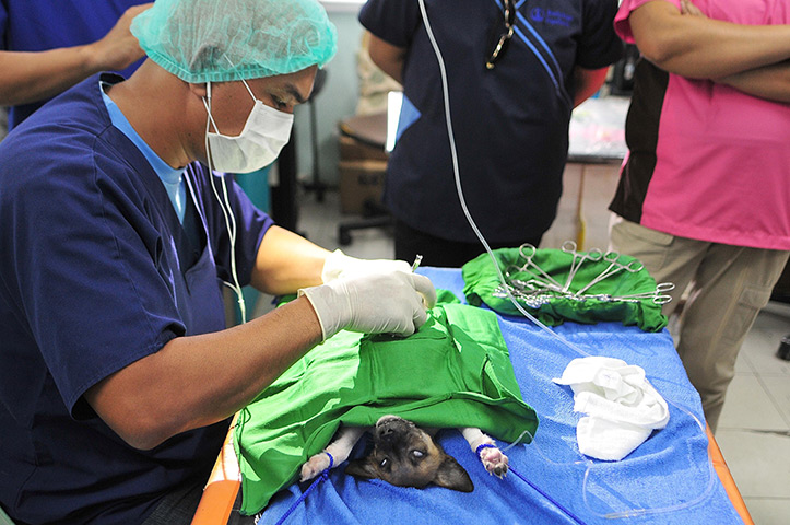 Weekend in pictures: Rizal, Philippines: A dog lies on a makeshift operating table as volunteer 