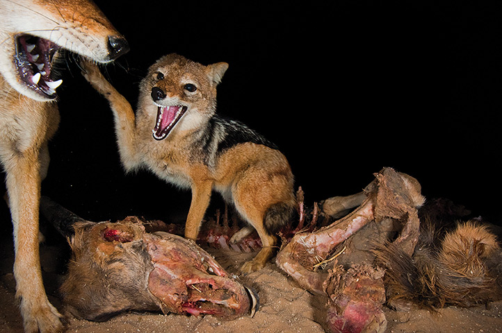 Kalahari: A group of jackals fight over the remains of a carcass