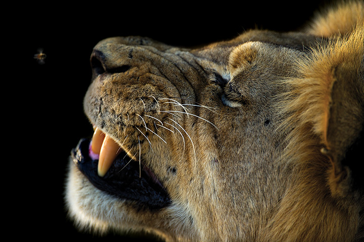 Kalahari: A lion leans back revealing it's sharp fangs