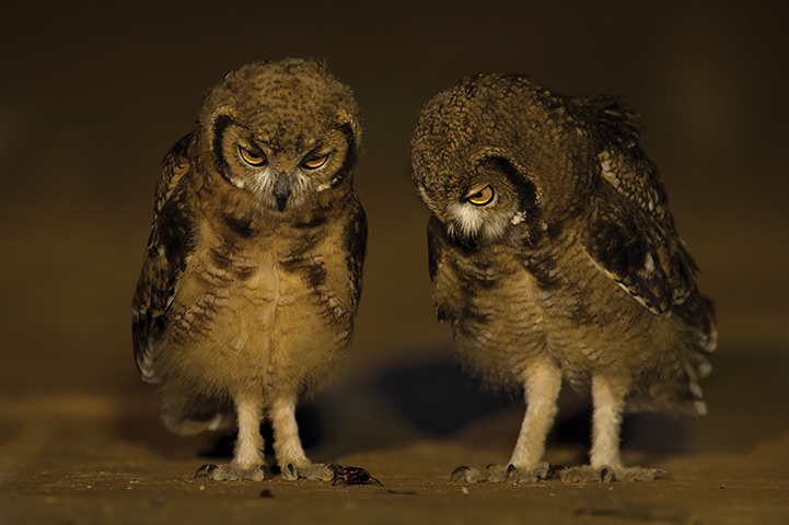 Kalahari: Two owls 