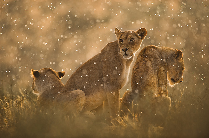 Kalahari: A pride of lions rest in Kgalagadi Transfrontier Park