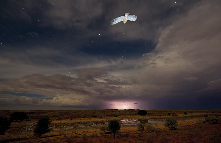 Kalahari: A bird flies at night above the Kalahari Desert