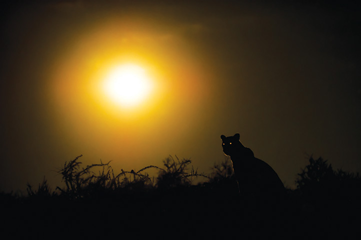 Kalahari: The sun setting in the Kgalagadi Transfrontier Park