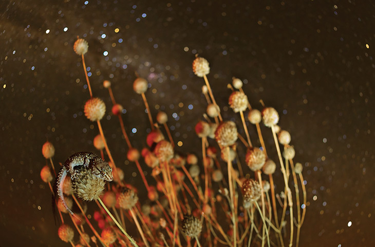 Kalahari: A small lizard balances on a plant