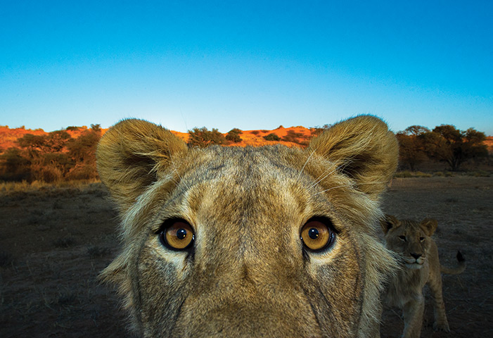 Kalahari: A lion takes a closer look