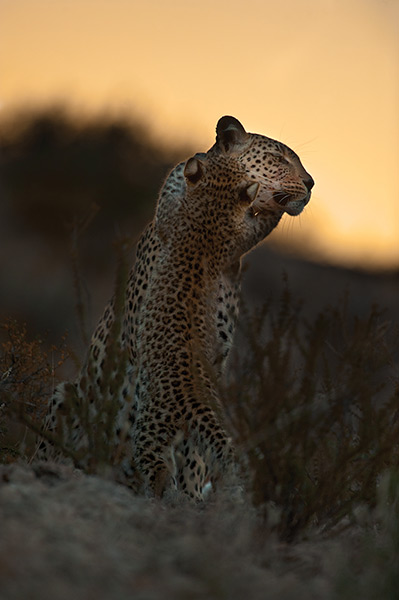Kalahari: Luna the leopard with her cub