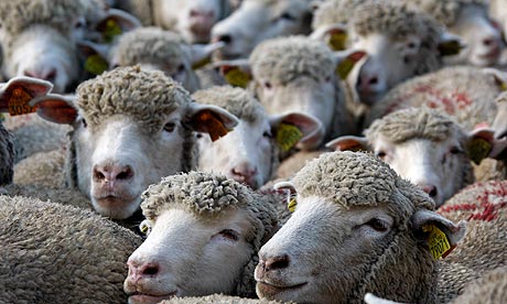 A group of sheep