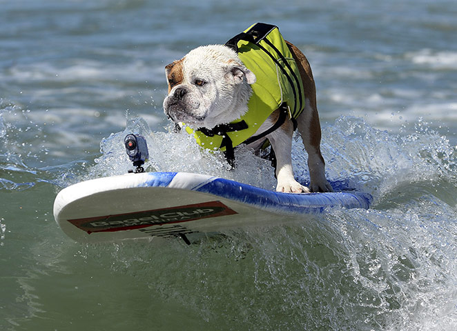 Surf Dog competition : Fifth Annual Surf City Surf Dog competition