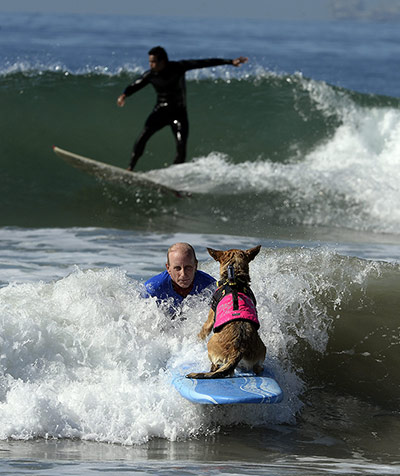 Surf Dog competition : Fifth Annual Surf City Surf Dog competition
