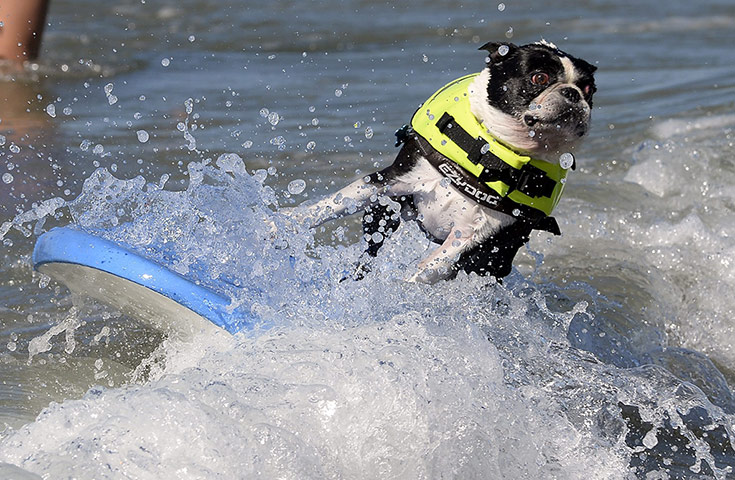 Surf Dog competition : Fifth Annual Surf City Surf Dog competition