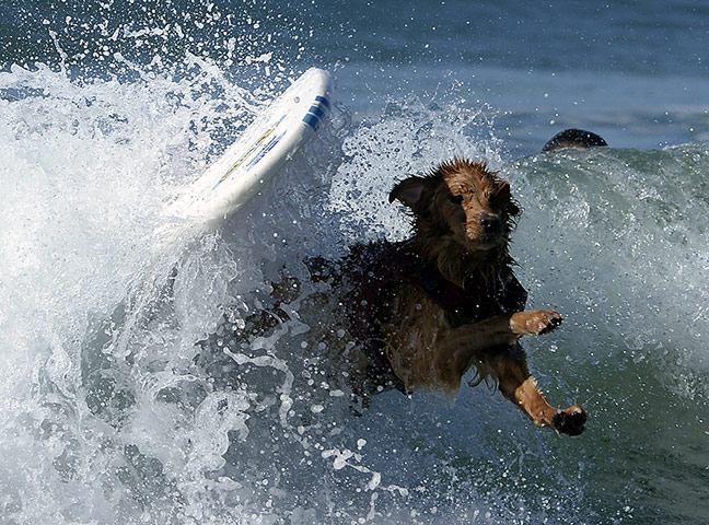 Surf Dog competition : Fifth Annual Surf City Surf Dog competition