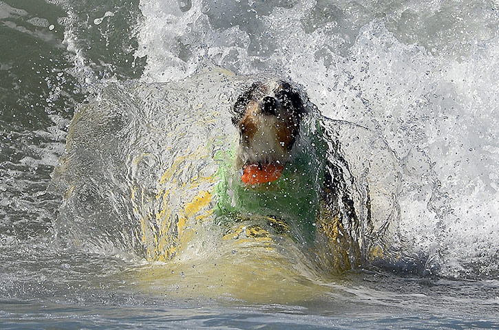 Surf Dog competition : Fifth Annual Surf City Surf Dog competition