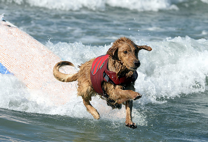 Surf Dog competition : Fifth Annual Surf City Surf Dog competition