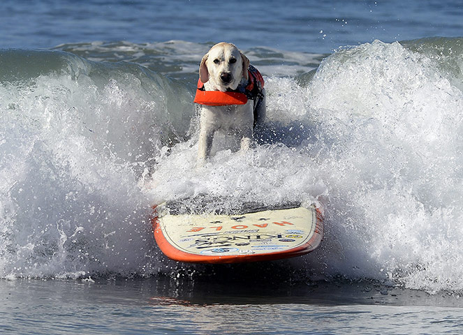 Surf Dog competition : Fifth Annual Surf City Surf Dog competition