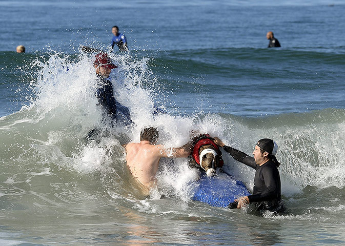 Surf Dog competition : Fifth Annual Surf City Surf Dog competition
