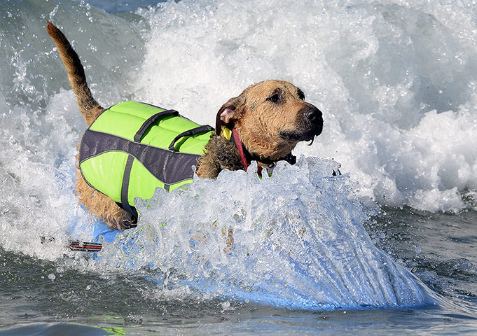 Surf Dog competition : Fifth Annual Surf City Surf Dog competition