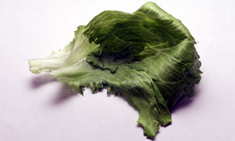 Lettuce