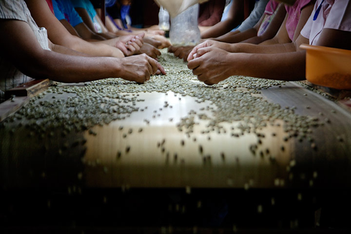 Coffee gallery: Sorting coffee