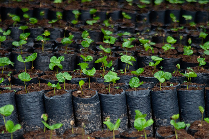 Coffee gallery: coffee plants