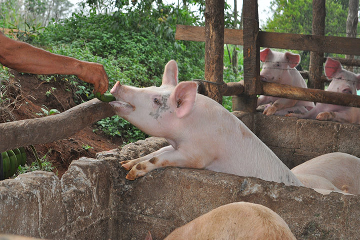 Coffee gallery: Pigs