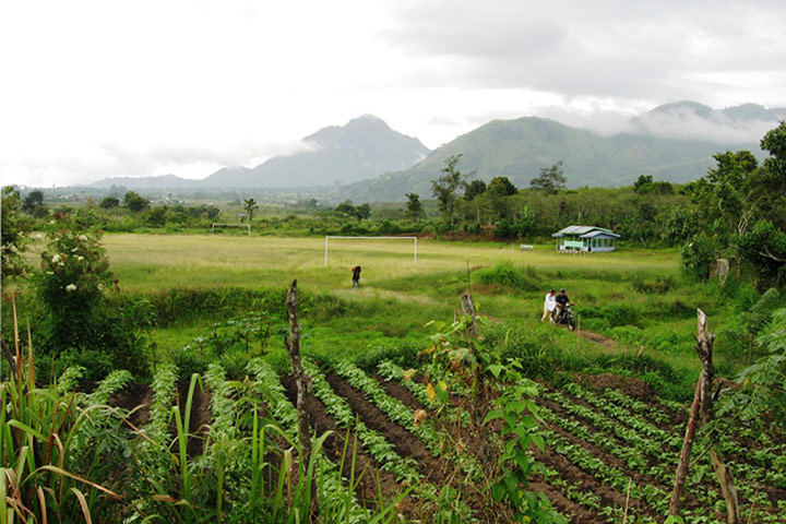Coffee gallery: coffee plantation