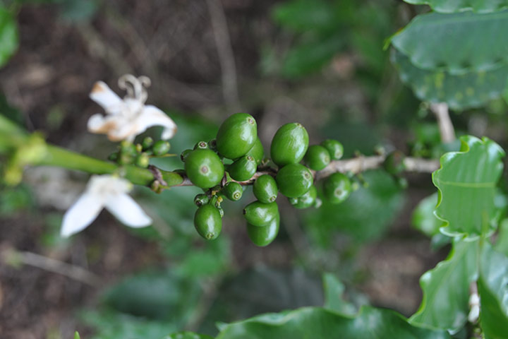 Coffee gallery: coffee bean