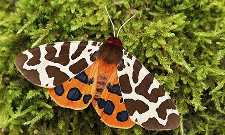 Garden-tiger-moth-Arctia--008.jpg