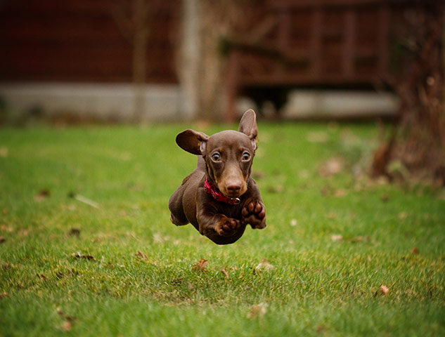 Puppy Awareness Week: Jumping puppy
