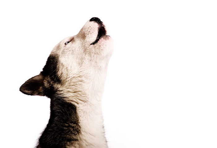 Puppy Awareness Week: Howling