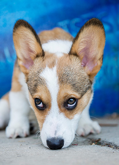 Puppy Awareness Week: Big ears