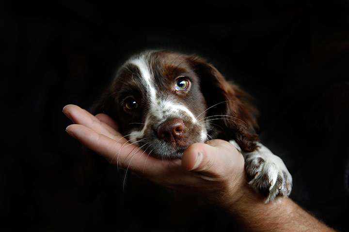 Puppy Awareness Week: Pup in hand