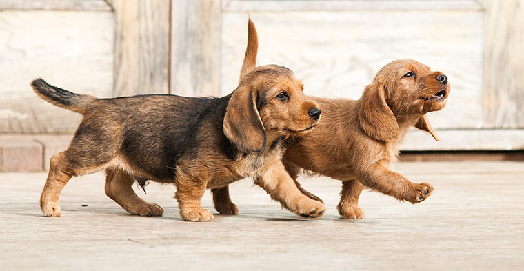 Puppy Awareness Week: A couple of pups