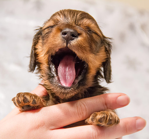 Puppy Awareness Week: Yawning Pup