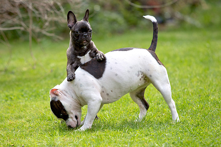 Puppy Awareness Week: Frenchie